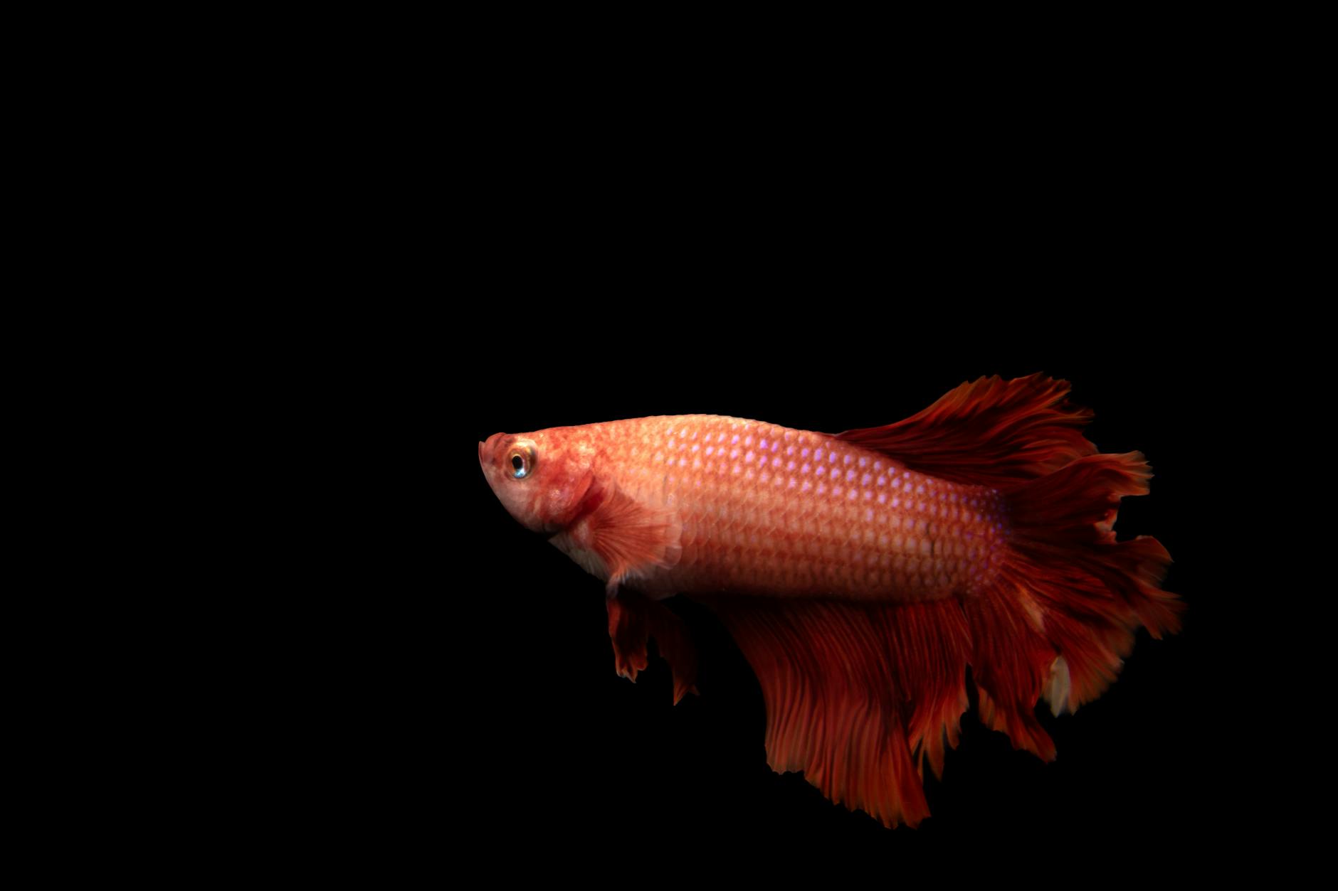 Close-up of a vivid red Betta fish against a solid black background